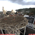 16_00-nest.jpg