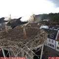 16_05-nest.jpg