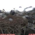 16_10-nest.jpg