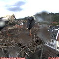 16_25-nest.jpg