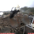 16_35-nest.jpg