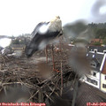16_40-nest.jpg