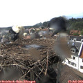 16_50-nest.jpg