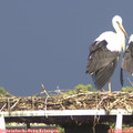 16_55-mast.jpg