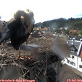 16_55-nest.jpg
