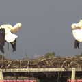 17_00-mast.jpg