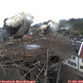 17_00-nest.jpg