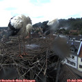 17_05-nest.jpg