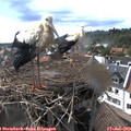 17_10-nest.jpg