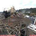 17_15-nest.jpg
