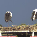 17_20-mast.jpg