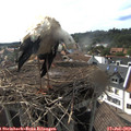 17_20-nest.jpg