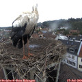 17_25-nest.jpg