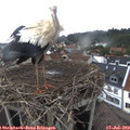 17_30-nest.jpg