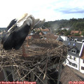 17_35-nest.jpg