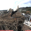 17_40-nest.jpg