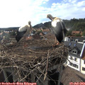 17_45-nest.jpg