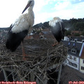 17_50-nest.jpg