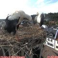 17_55-nest.jpg