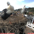 18_00-nest.jpg