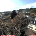 18_05-nest.jpg