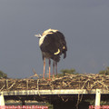 18_10-mast.jpg
