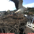 18_10-nest.jpg