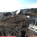 18_15-nest.jpg