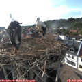 18_25-nest.jpg
