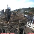 18_30-nest.jpg
