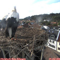18_35-nest.jpg