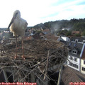 18_40-nest.jpg