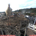18_45-nest.jpg