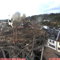 18_50-nest.jpg