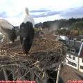 18_55-nest.jpg