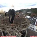 19_00-nest.jpg