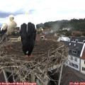 19_05-nest.jpg