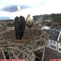 19_10-nest.jpg