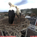 19_15-nest.jpg