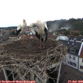 19_20-nest.jpg