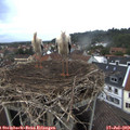 19_25-nest.jpg