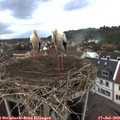 19_30-nest.jpg