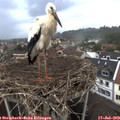 19_35-nest.jpg