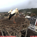 19_45-nest.jpg