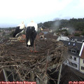 19_50-nest.jpg