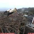 19_55-nest.jpg