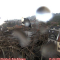 20_20-nest.jpg