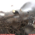 20_25-nest.jpg
