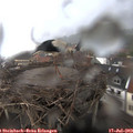 20_30-nest.jpg