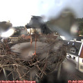 20_35-nest.jpg
